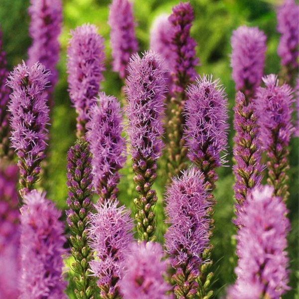 Liatris Spicata Floristan 'Violet' Perennial Garden Plug Plants Pack x6