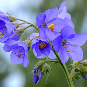 Polemonium 'Blue Pearl' (Jacob's Ladder) Large Perennial Garden Plug Plants Pack x6