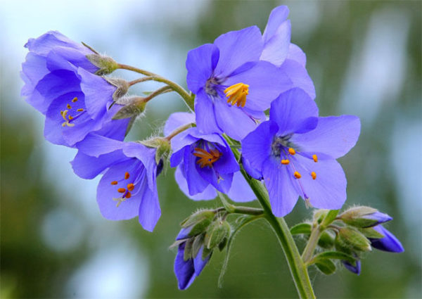 Polemonium 'Sky Blue' (Jacob's Ladder) Perennial Garden Plug Plants Pack x6