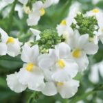 Nemesia Mareto 'White' Summer Garden Plug Plants Pack x6