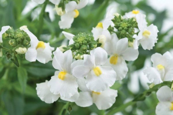 Nemesia Mareto 'White' Summer Garden Plug Plants Pack x6