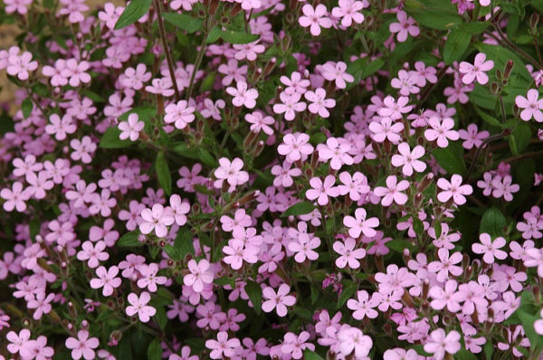 Saponaria Ocymoides Perennial Garden Plug Plants Rockery Plant Pack x6