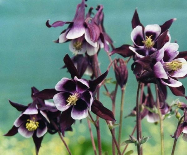 Aquilegia Vulgaris 'William Guiness' Perennial Garden Plug Plants Pack x6