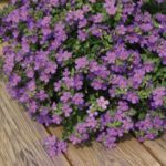 Bacopa Trailing  Giga® 'Lavender Blue' Garden Basket Plug Plants Pack x6