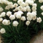 Armeria Maritima Thrift Alba White Perennial Plug Plants Pack x6