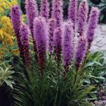 Liatris Spicata Floristan 'Violet' Perennial Garden Plug Plants Pack x6