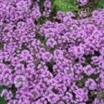 Thyme Creeping 'Serpyllum' Perennial Garden Herb Plug Plants Pack x6