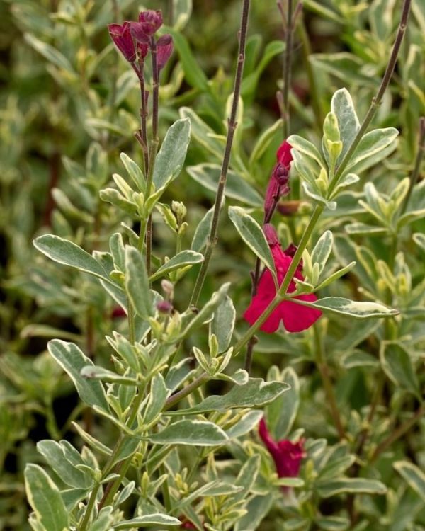 Salvia Variegated 'Carumba' Perennial Garden Plug Plants Pack x6