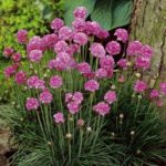 Armeria Maritima Thrift 'Splendens' Perennial Garden Plug Plants Pack x6