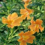 Mimulus 'Glutinosus' Monkey Plant Hanging Basket / Garden Plug Plants Pack x6