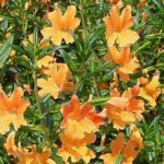Mimulus 'Glutinosus' Monkey Plant Hanging Basket / Garden Plug Plants Pack x6