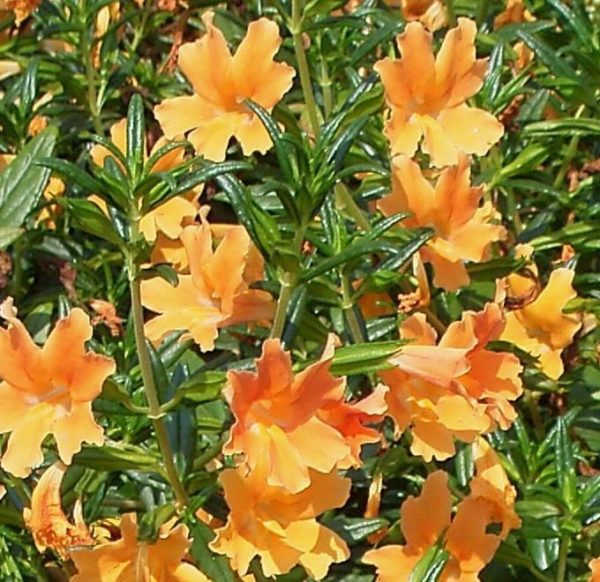 Mimulus 'Glutinosus' Monkey Plant Hanging Basket / Garden Plug Plants Pack x6