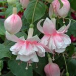 Fuchsia Trailing 'Devonshire Dumpling' Summer Garden Plug Plants Pack x6
