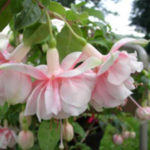 Fuchsia Trailing 'Devonshire Dumpling' Summer Garden Plug Plants Pack x6