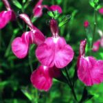 Salvia Pink 'Watermelon’ Perennial Garden Plug Plants Pack x6