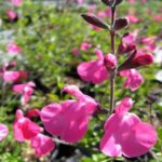 Salvia Pink 'Watermelon’ Perennial Garden Plug Plants Pack x6