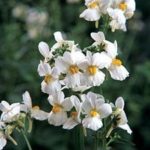 Nemesia Mareto 'White' Summer Garden Plug Plants Pack x6