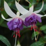 Fuchsia Trailing 'Blue Angel' Summer Plug Plants Pack x6
