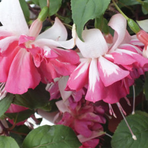 Fuchsia Giant Trailing Marbeller 'Flying Scotsman' Garden Plug Plants Pack x6