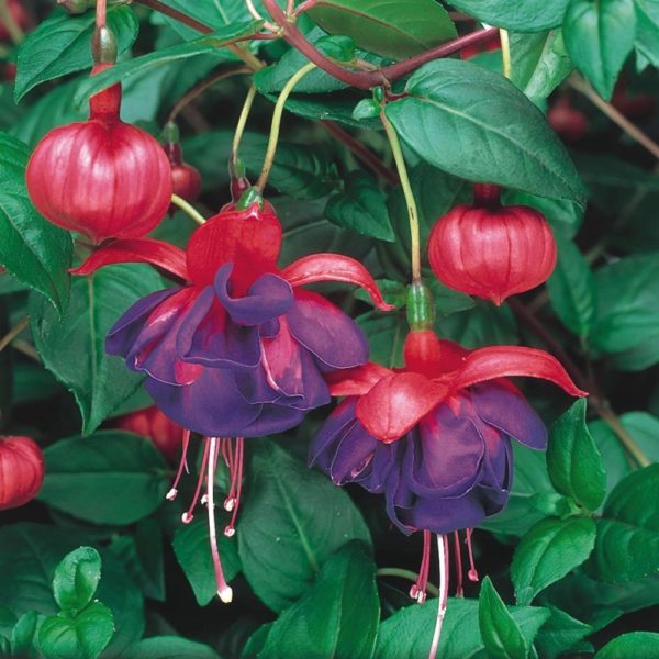 Fuchsia Trailing 'Blue Eyes' Summer Garden Plug Plants Pack x6