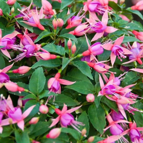 Fuchsia Upright Bush 'Alison Patricia' Summer Garden Plug Plants Pack x6