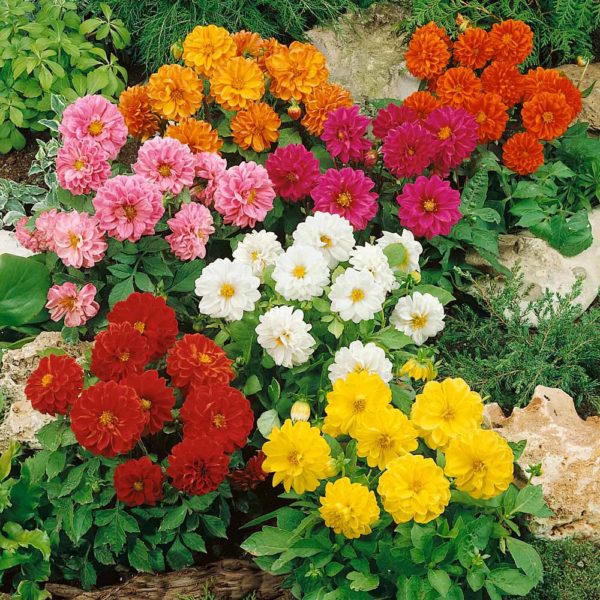 Dahlia Dwarf Bedding 'Figaro Mix' Garden Plug Plants Pack x12