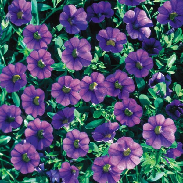 Calibrachoa Trailing Million Bells Petunia Mixed Colours Plug Plants Pack x12