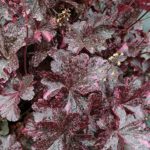 Heuchera x Hybrida 'Midnight Rose' Perennial Large Garden Plug Plants Pack x6