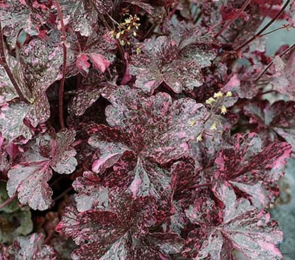 Heuchera x Hybrida 'Midnight Rose' Perennial Large Garden Plug Plants Pack x6