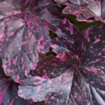 Heuchera x Hybrida 'Midnight Rose' Perennial Large Garden Plug Plants Pack x6