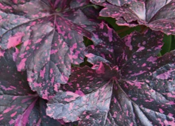Heuchera x Hybrida 'Midnight Rose' Perennial Large Garden Plug Plants Pack x6