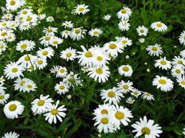 Chrysantha Maxima 'Silver Princess' Perennial Plug Plants Pack x6