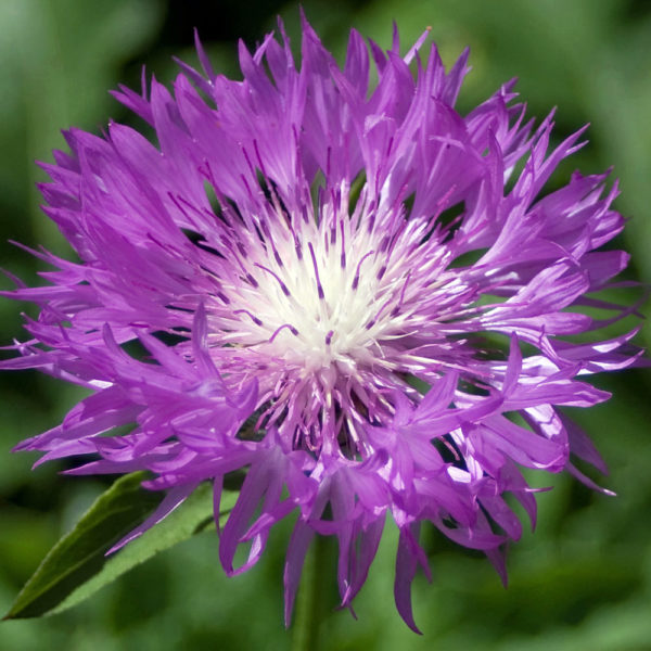 Centaurea Dealbata Perennial 'Cornflower' Plug Plants Pack x6