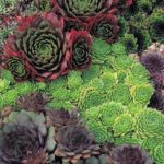 Pack x6 Sempervivum Mixed Species 'House Leek' Perennial Plug Plants