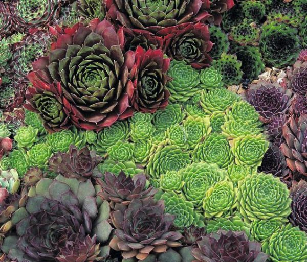 Pack x6 Sempervivum Mixed Species 'House Leek' Perennial Plug Plants