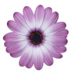 Osteospermum Trailing Erato® 'Basket Rose Bi-Colour' Summer Plug Plants Pack x6