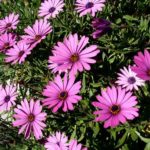 Osteospermum Trailing Erato® 'Basket Rose Bi-Colour' Summer Plug Plants Pack x6