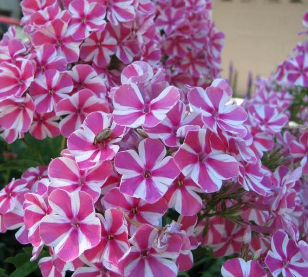 Phlox Paniculata Adessa® 'Special Lilac Twist' Perennial Garden Plug Plants Pack x6