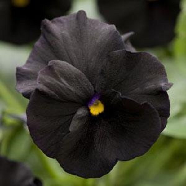 Viola Cornuta 'Blackout' Perennial Alpine Plug Plants Pack x6