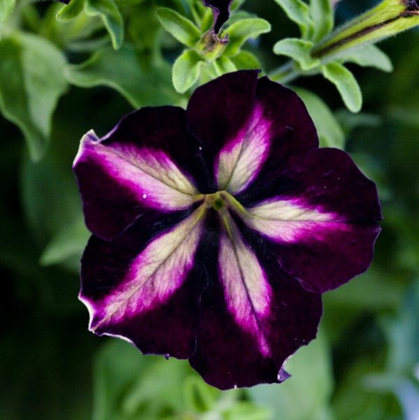 Petunia Trailing Pegasus® Blackberry Star Plug Plants NEW VARIETY Pack x6
