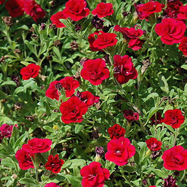 Calibrachoa Trailing Mini Petunia 'Double Red' Plug Plants Pack x6