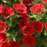 Calibrachoa Trailing Mini Petunia 'Double Red' Plug Plants Pack x6