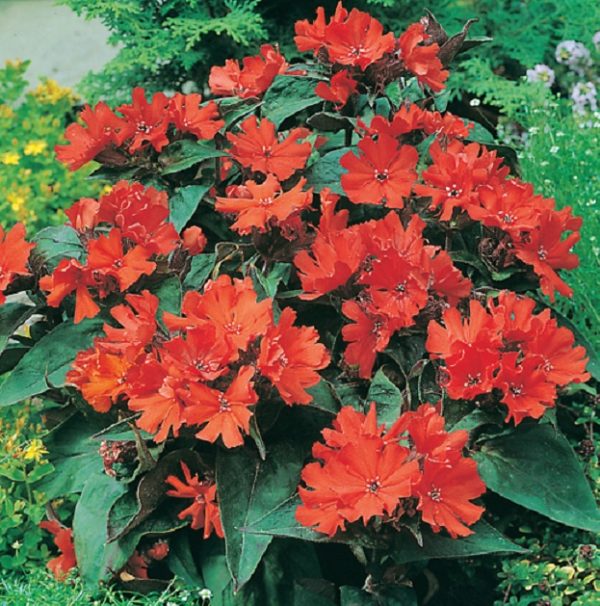 Lychnis 'Molten Lava' Perennial Garden Plug Plants Pack x6