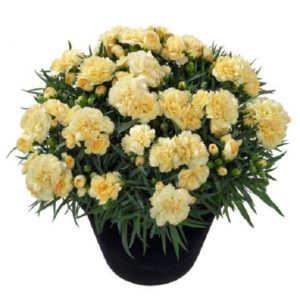 Dianthus Sunflor 'Amber' Pinks Perennial Garden Plug Plants Pack x6