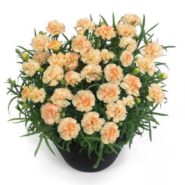 Dianthus Sunflor 'Bling Bling' Pinks Perennial Garden Plug Plants Pack x6