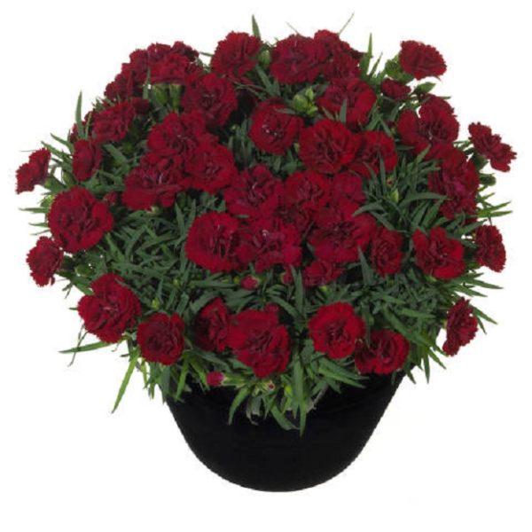 Dianthus Sunflor 'Desire' Pinks Perennial Garden Plug Plants Pack x6