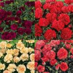 Dianthus Sunflor 'Mixed' Pinks Perennial Garden Plug Plants Pack x6