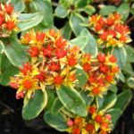 Sedum Spurium Kamtschaticum 'Variegatum' Perennial Plug Plants Pack x6