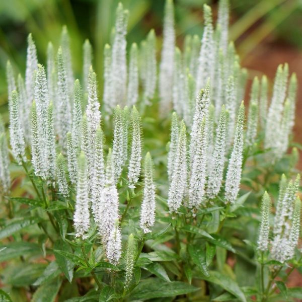 Veronica Spicata 'Snow Candles' Perennial Garden Flowering Plug Plants Pack x6