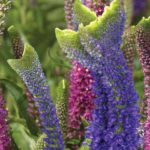 Veronica Special Spicata 'Christa' Perennial Plug Plants Pack x6